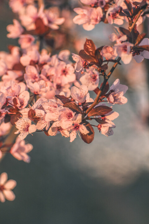 ameixeira-de-jardim 2.jpg