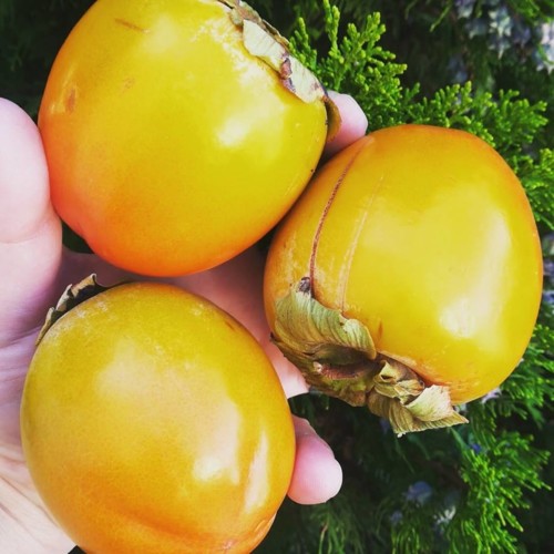 43552488_1222026554603770_3129176158113890304_n.jp 43552488_1222026554603770_3129176158113890304_n.jp