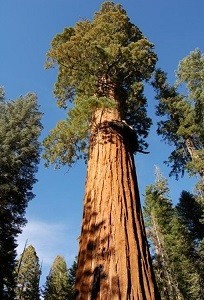 Sequoia Hyperion.jpg