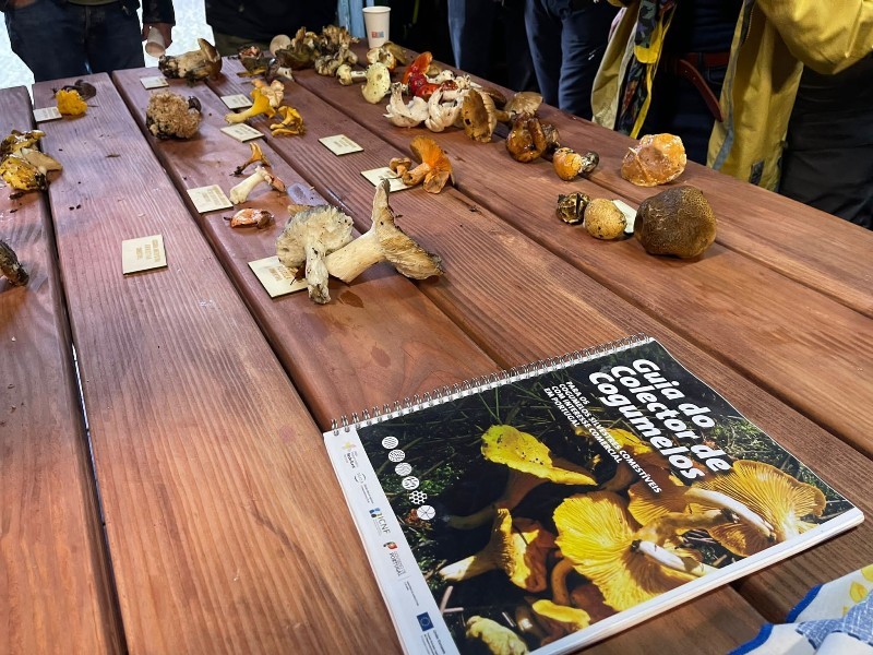 Cogumelos da serra da Cabreira atraem amantes da n