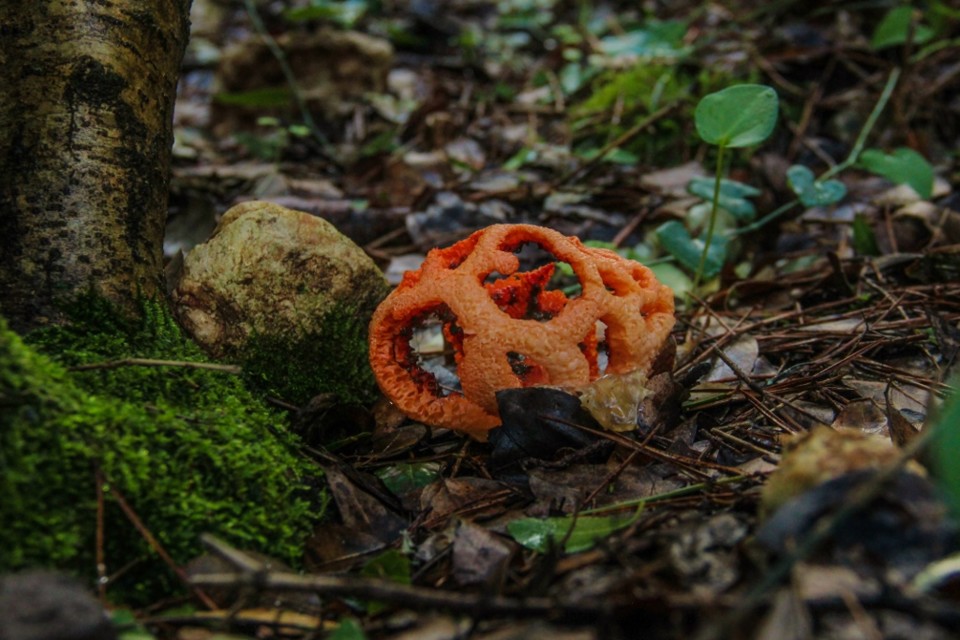 Clathrus ruber 13.jpg Clathrus ruber 13.jpg