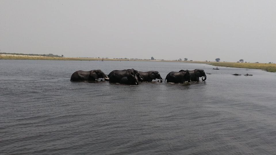 Okavango0.jpg