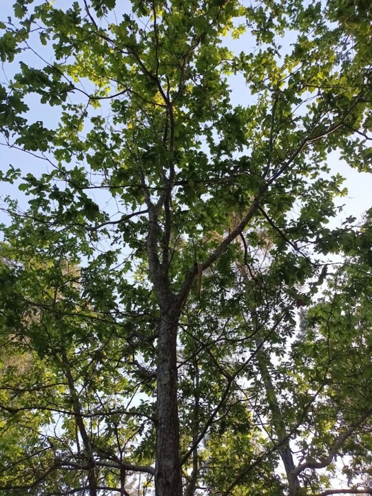 Não me canso disto Terra1.jpg