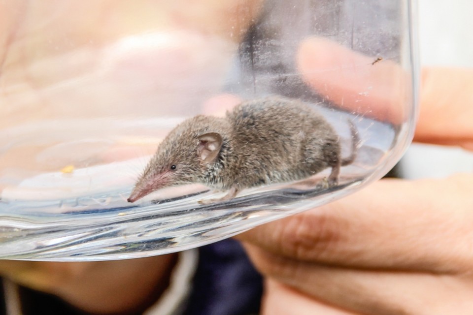 Crocidura russula 1.jpg Crocidura russula 1.jpg