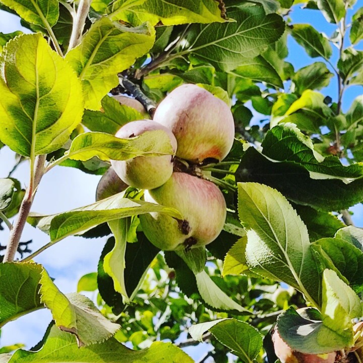 299315901_2385683784904702_2813309118541669361_n.j