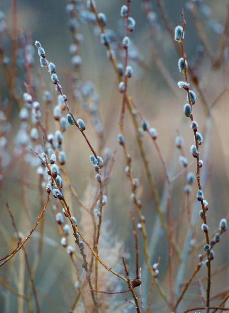 11000819_10202326487523151_1374217802047404846_n.j