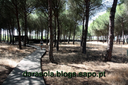 Donana_B_07.JPG Donana_B_07.JPG