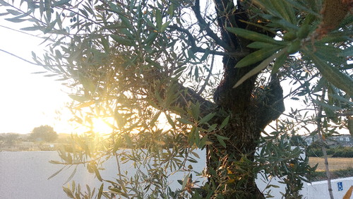 P_20170623_205111.jpg P_20170623_205111.jpg