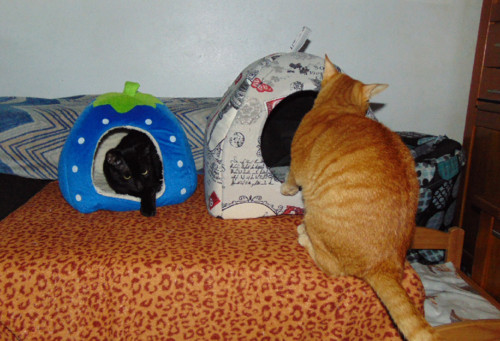 tocagatos002.JPG tocagatos002.JPG