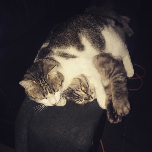 36063588_1852904351397989_2543181308557787136_n.jp