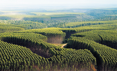 floresta2.jpg floresta2.jpg