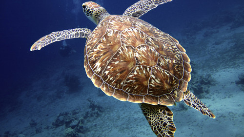 Tartarugas.jpg Tartarugas.jpg