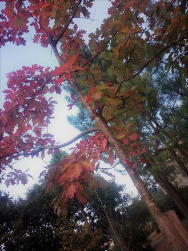 22221977_1467986383287008_6489782788682604560_n.jp