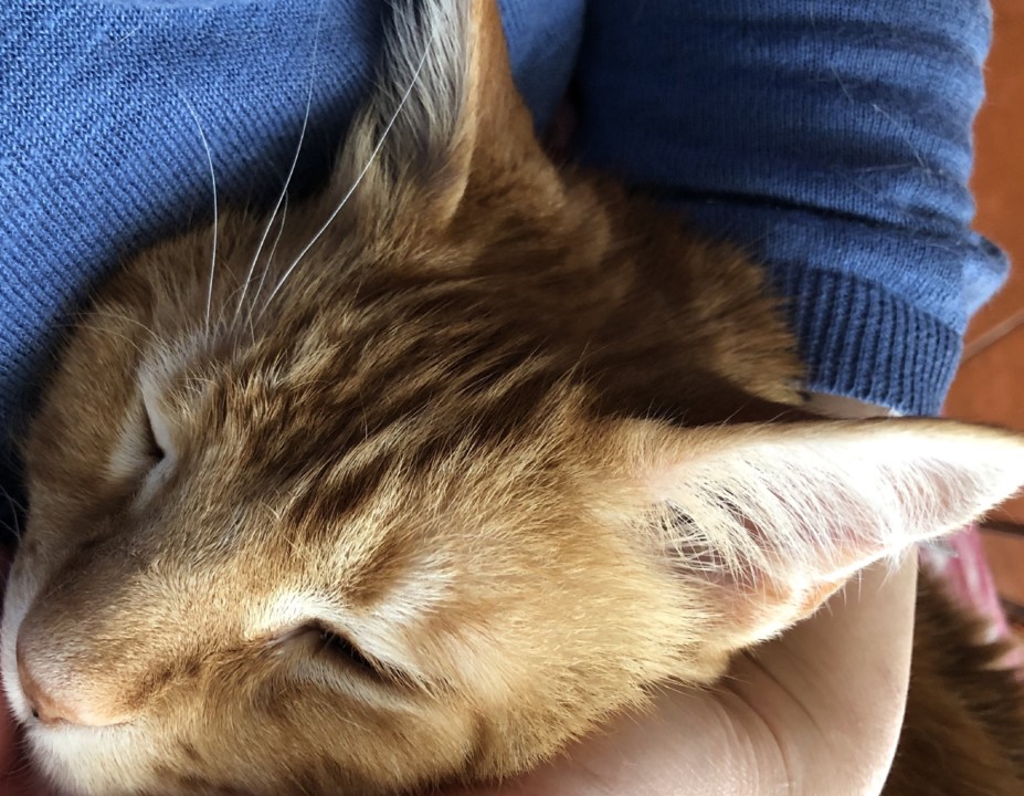 D0FE7422-524C-4F16-8832-30790EE308E8.jpeg D0FE7422-524C-4F16-8832-30790EE308E8.jpeg