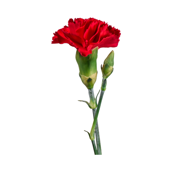 Design sem nome (2).png