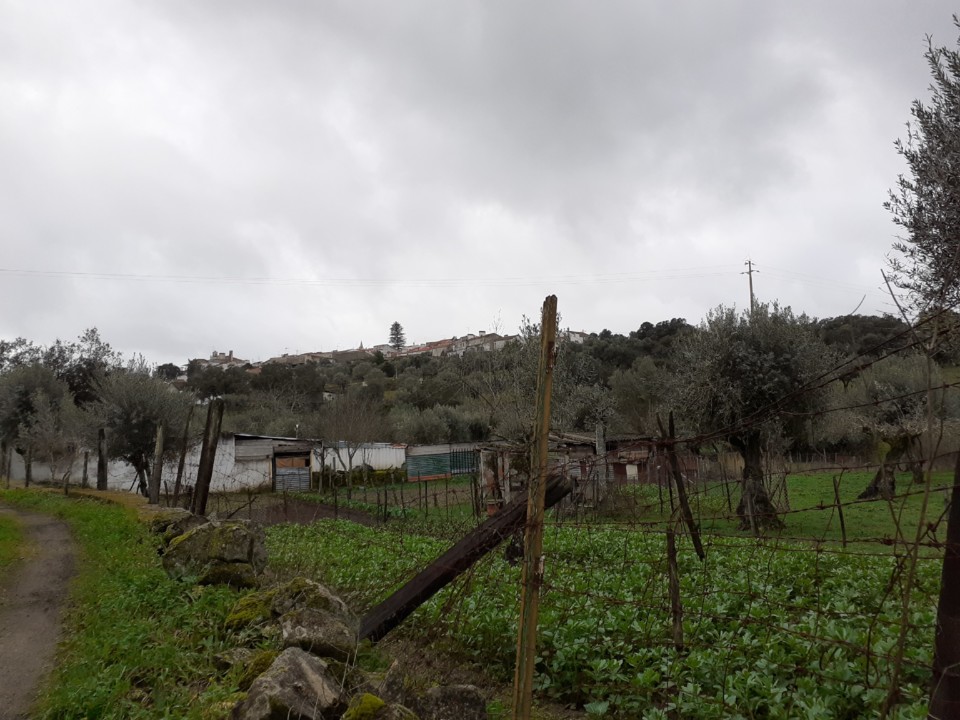 Oliveiras e Aldeia. Foto original. 2021. 02. jpg