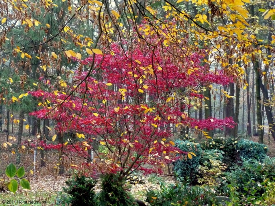 Stade Outono 2011-11-06 Spaziergang 39.JPG