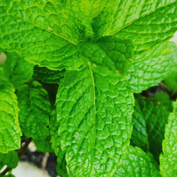 278122973_2281069338699481_4446955700143943586_n.j