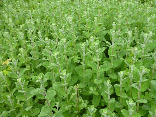 mentha_suaveolens_mentasto.jpg