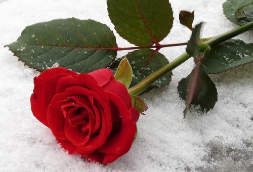 rosa-vermelha-brilhante-na-neve-no-inverno-1358589