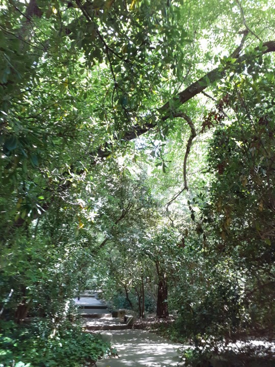 Parque Gulbenkian. Foto original. 2021.08.01.jpg