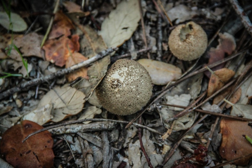 lycoperdon perlatum 3.jpg