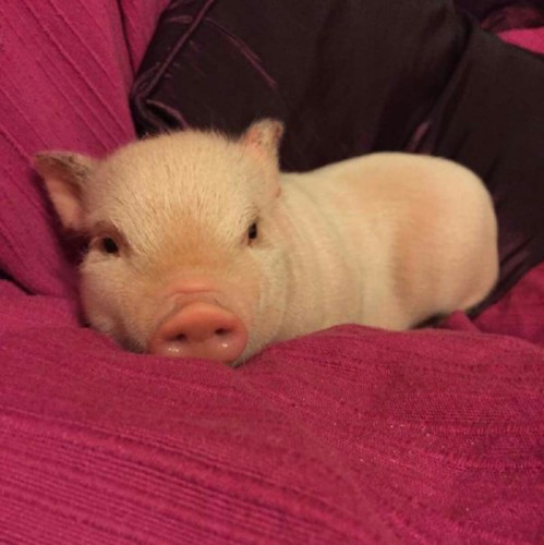 mini-porco-mine-pig-rosinha-e-pintadinhos-D_NQ_NP_