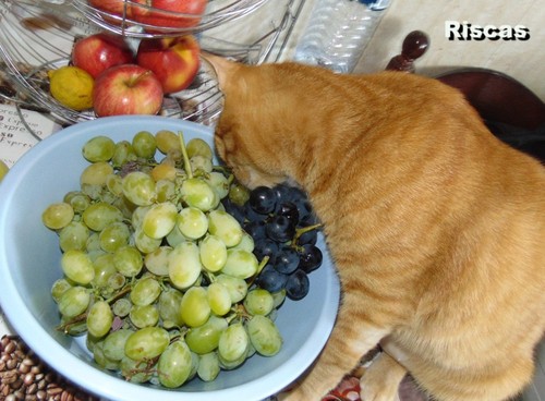 cheiro.JPG cheiro.JPG