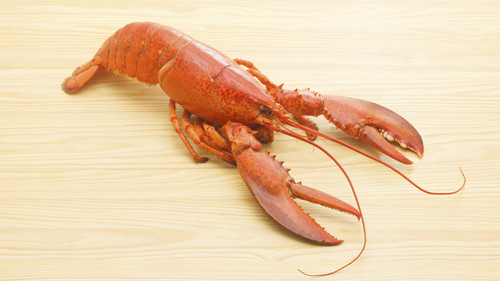 Lagosta.jpg Lagosta.jpg