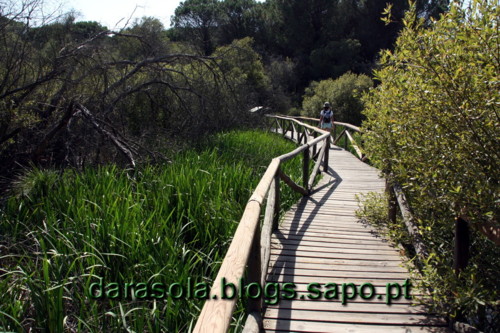 Donana_B_13.JPG Donana_B_13.JPG