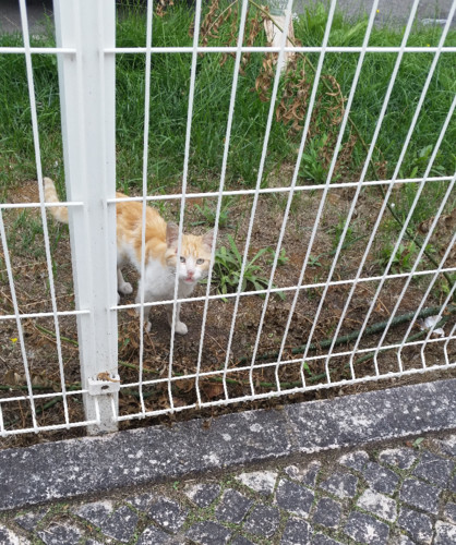 amareloebranco.jpg amareloebranco.jpg