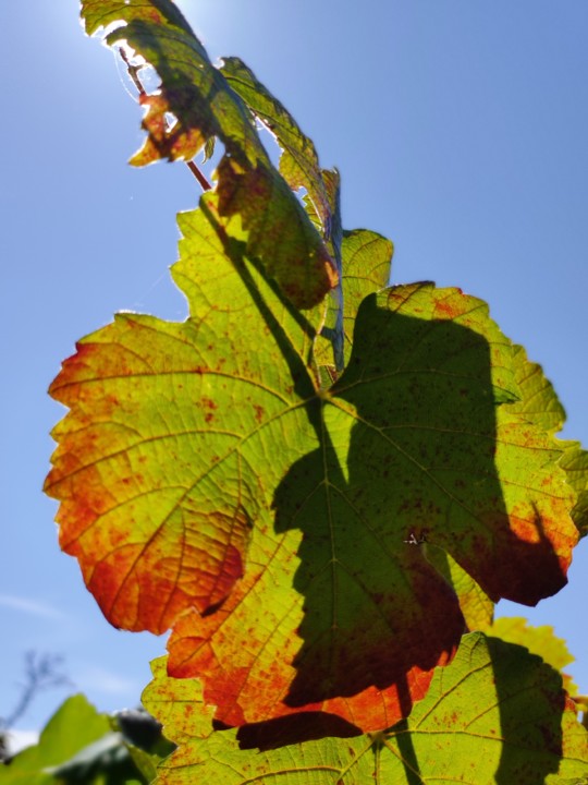 Folha transparente.jpg