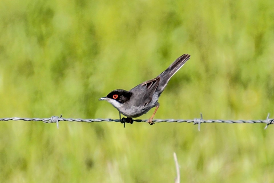 sylvia melanocephala 5.jpg