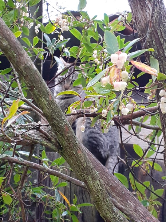 Gato escondido. Foto Original. 2021.12.25.jpg