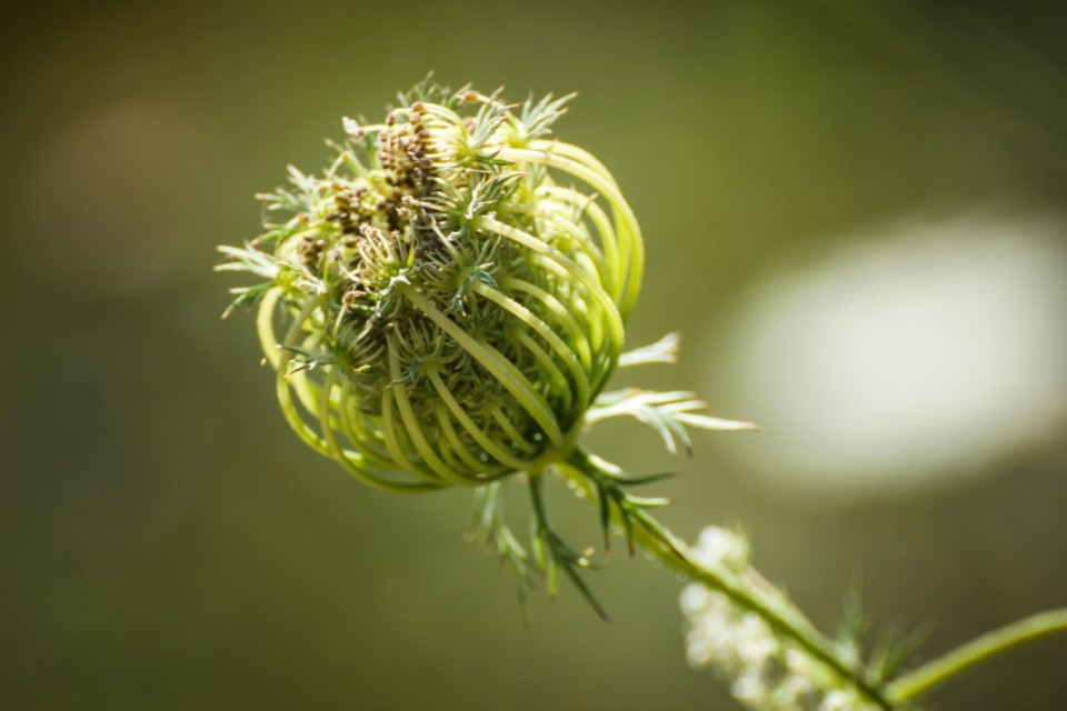 daucus carota 9.jpg