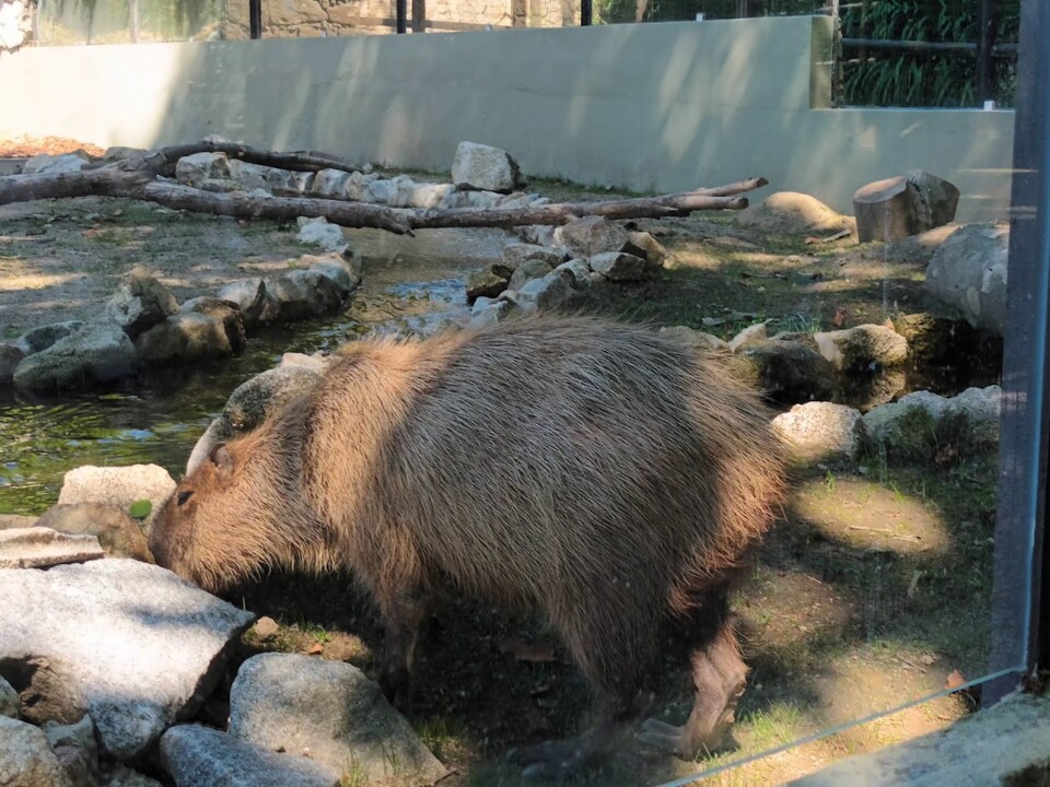 Não me canso disto ZOO8a.jpg