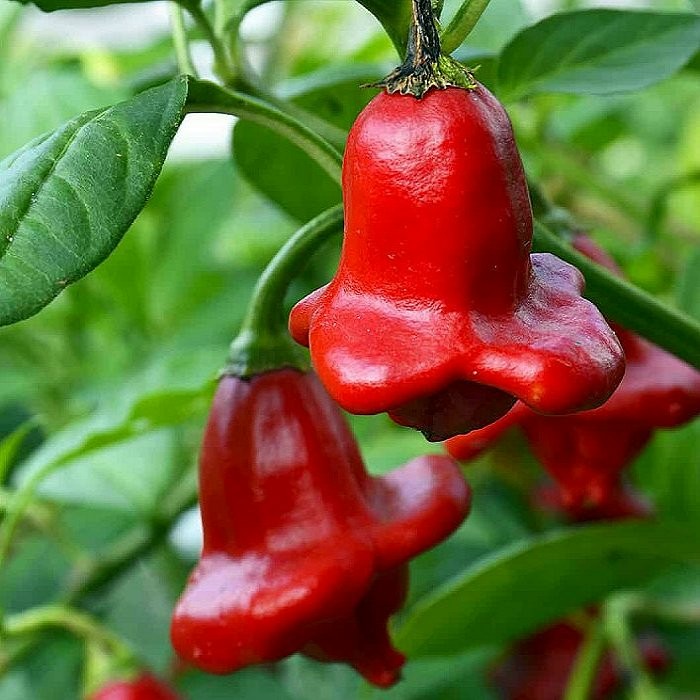 piripiri cogumelo.jpg