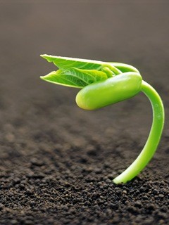 planta nasce.jpg planta nasce.jpg