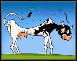 vaca1.jpg