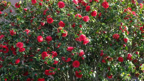 DSC09295.jpg DSC09295.jpg