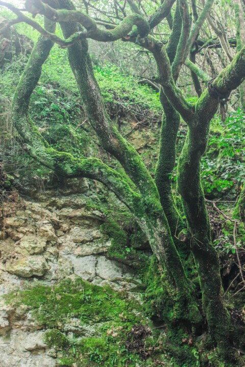 cascata da contradinha 7.jpg