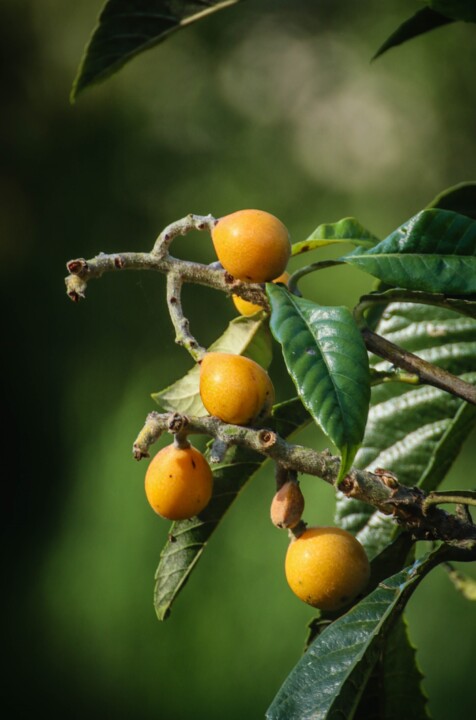 biodiversidade 9 a.jpg