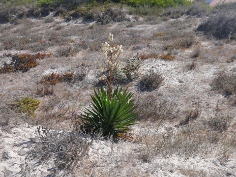 19a_Manhã_Pela_Praia_de_Mira (32).JPG