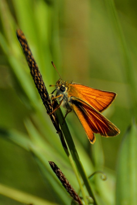 Thymelicus sylvestris 3.jpg