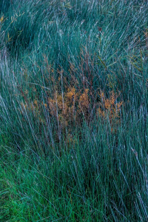 lagoa_de_obidos 0.jpg