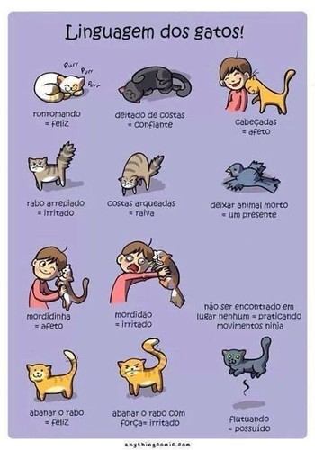 linguagem dos gatos.jpg