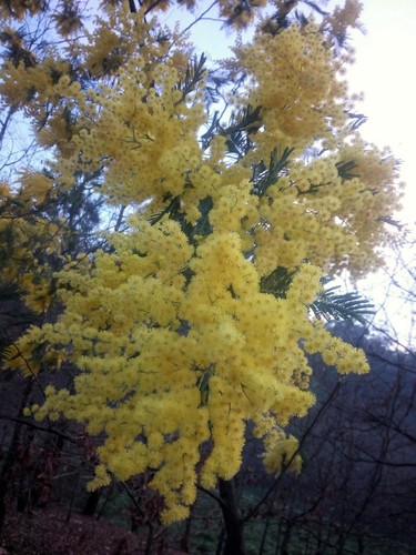 16836457_1240148256070823_5537913399691059415_o.jp