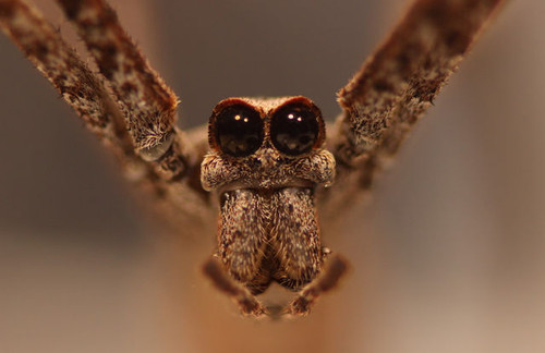 net-spiders-8.JPG