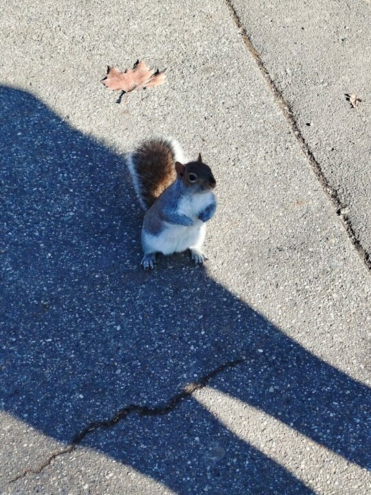 Não me canso disto esquilo.jpg