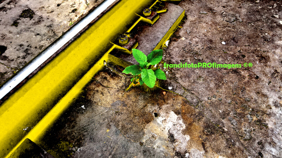 Vidas... Estas verdades e sensações #1.jpg